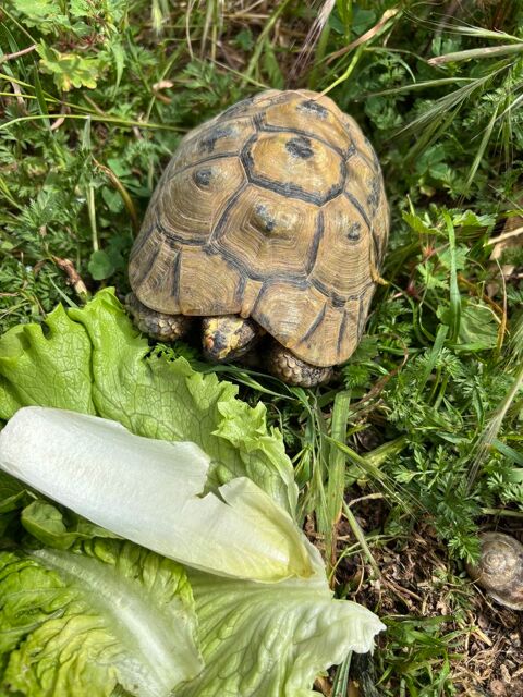 tortue Graeca 120 30230 Bouillargues