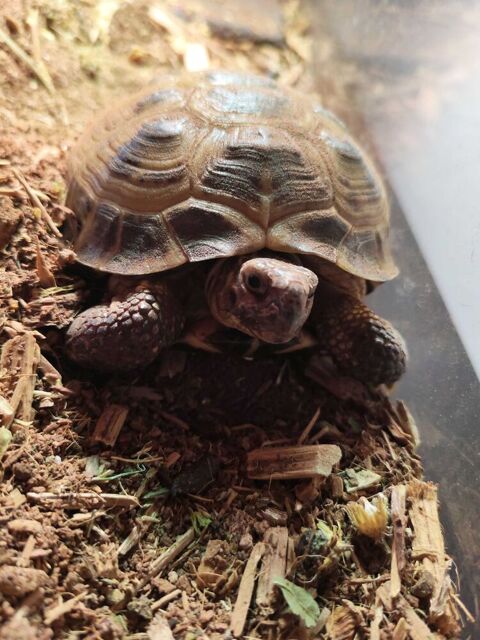 Tortue de Horsfield | femelle, 5 ans (Isis) 0 54720 Lexy