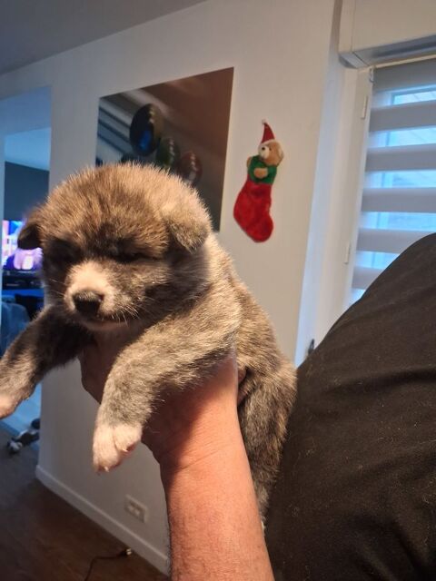 CHIOTS AKITA INU PURE RACE 800 56680 Plouhinec