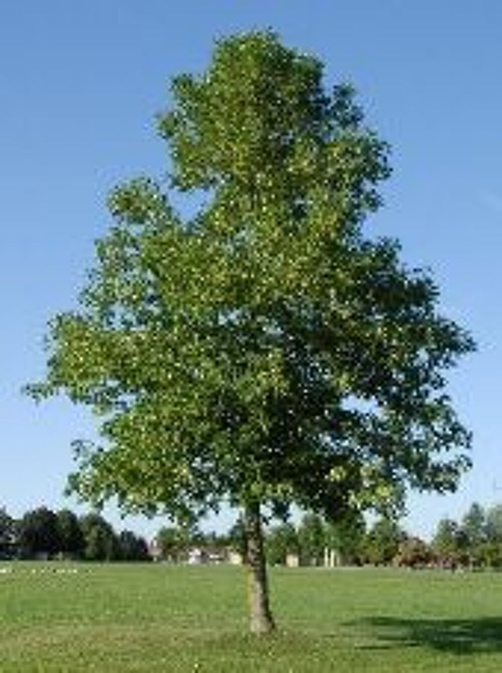 1 plant de frene Jardin