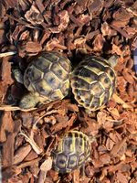   Tortue juvénile née  dans mon jardin  en août 2026
