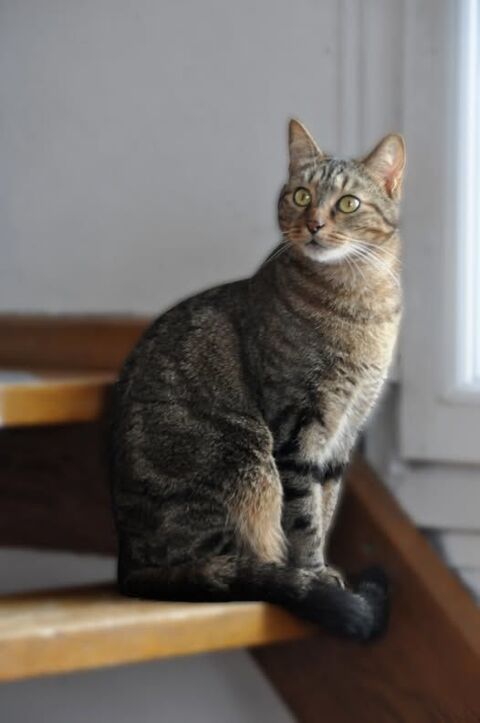 Chat RAMIRES &agrave; l adoption 200 26000 Valence