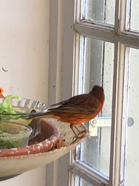 Canaris 20 77890 Beaumont-du-g�tinais