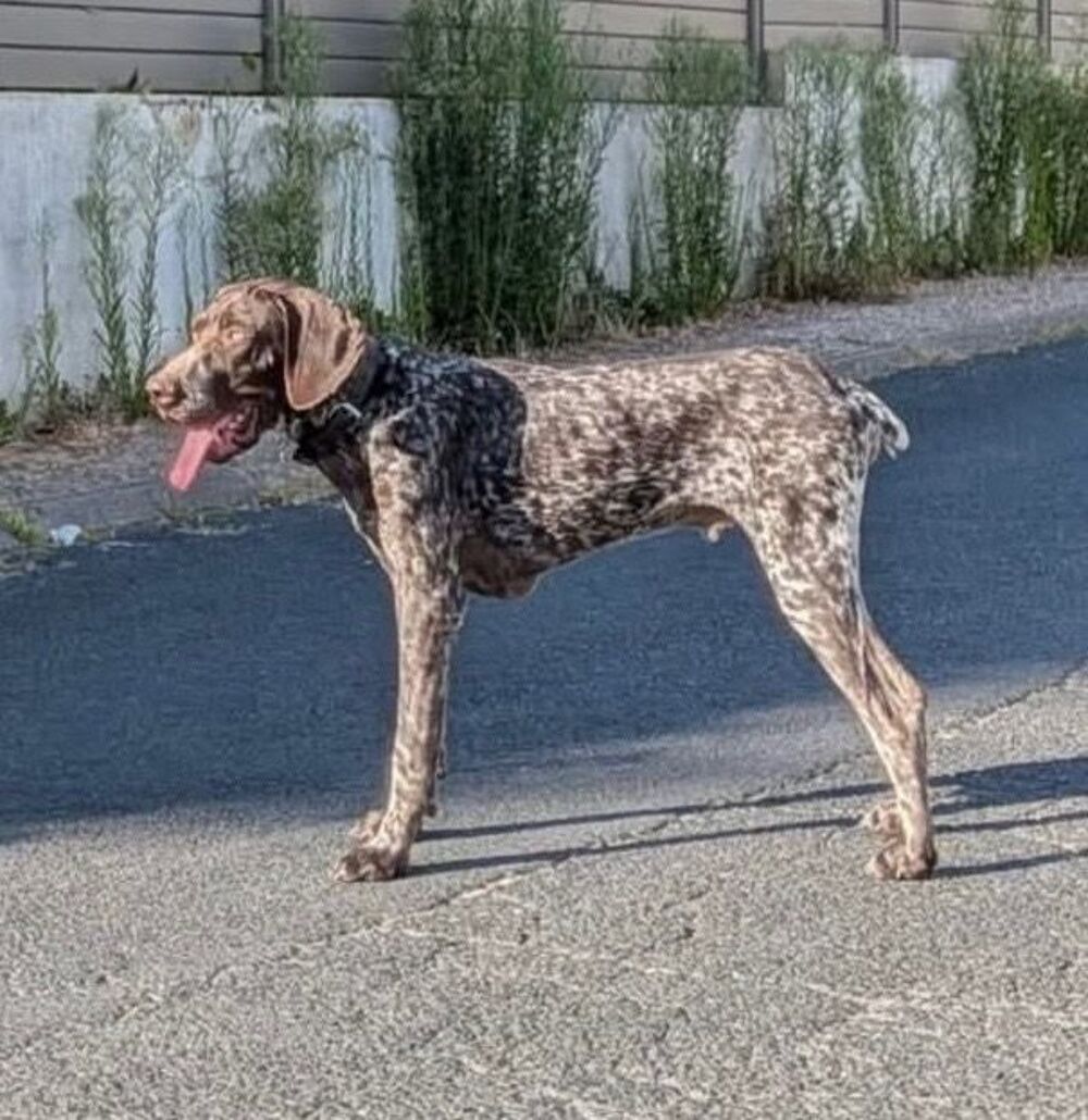   URGENT RECHERCHE FAMILLE D'ACCUEIL OU ADOPTANT POUR TAYC 