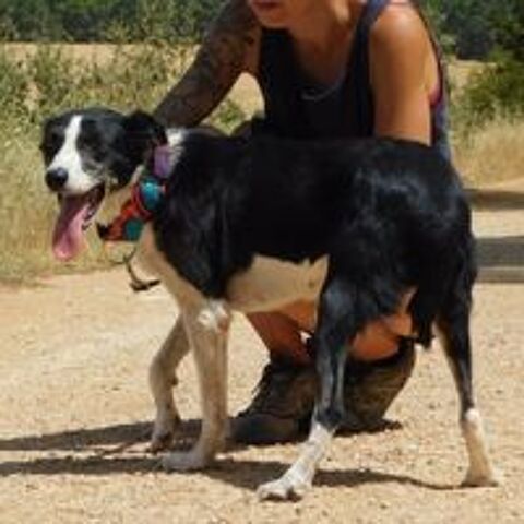   TONI, petite chienne d'une douceur infinie 