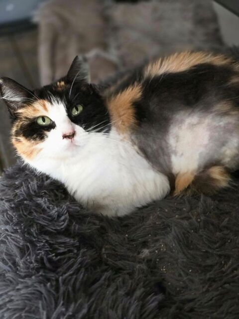 TRUFFETTE 210 60000 Beauvais