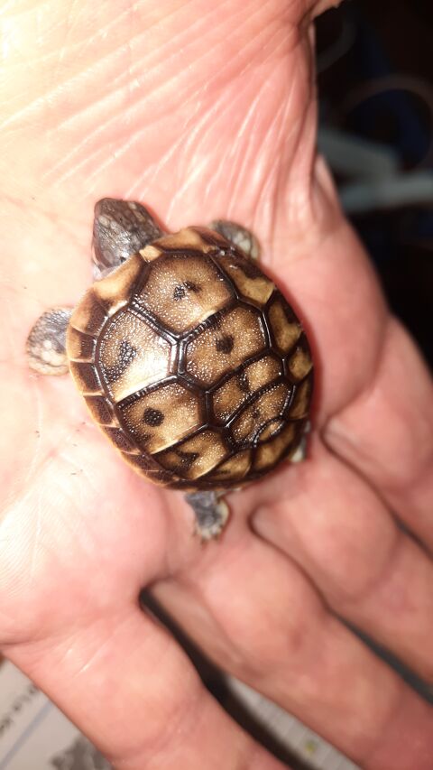 Tortues terrestres 
30 34300 Agde