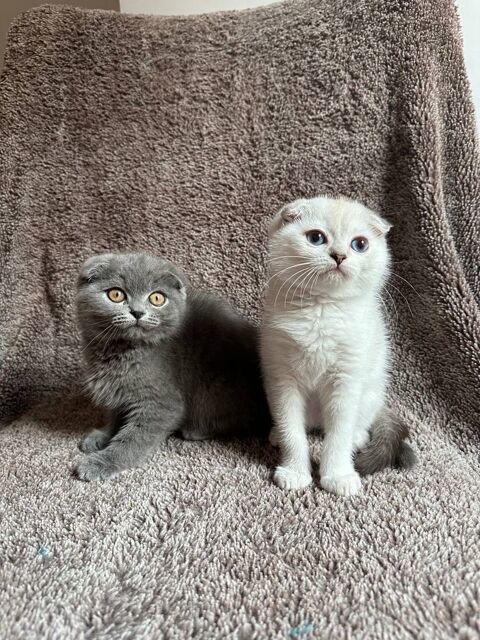Scottish fold straight 0 75019 Paris