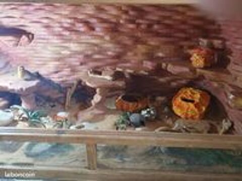   Terrarium avec decors fond pour  pogona gecko 