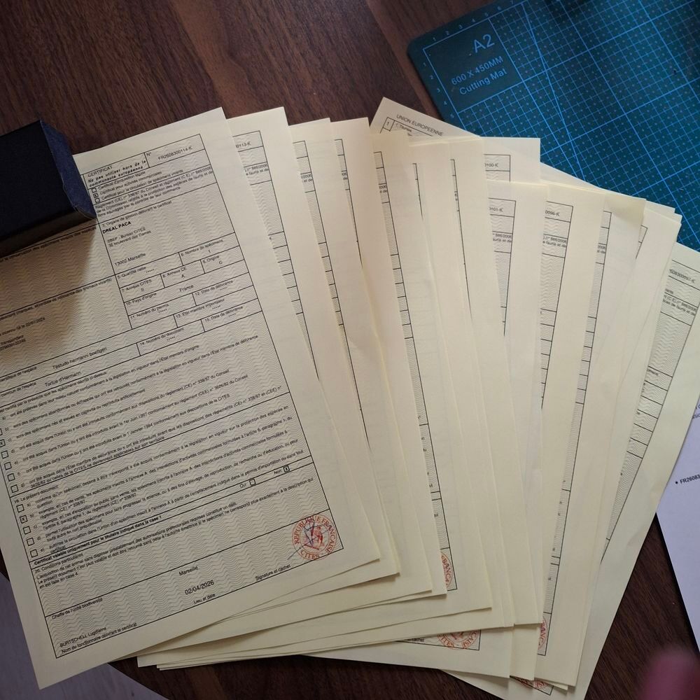   Hermanni boettgeri avec papiers en regle . 