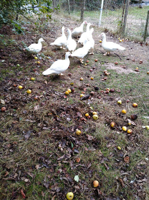 canard de barbarie
8 85600 Saint-hilaire-de-loulay