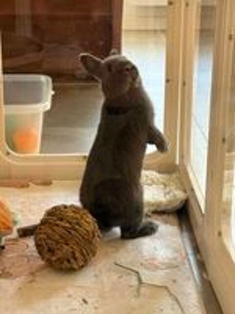   Lapin nain 