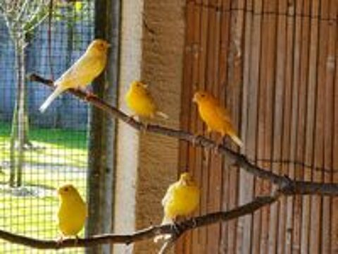   Oiseaux  canaris  femelles ou mâles  