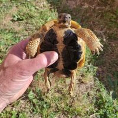   Tortue de terre hh  10 ans  