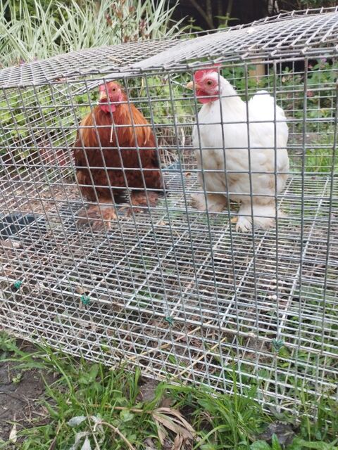 Couple Pékin 30 81100 Burlats
