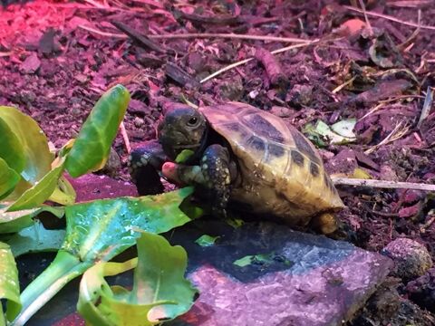 Tortue de terre de nos jardin 80 77000 Melun
