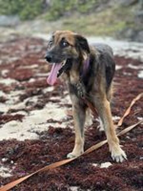 Bobby, le plus gentil 350 78000 Versailles