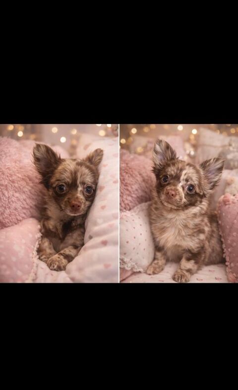  Chiot Chihuahua, poil long 0 13260 Cassis