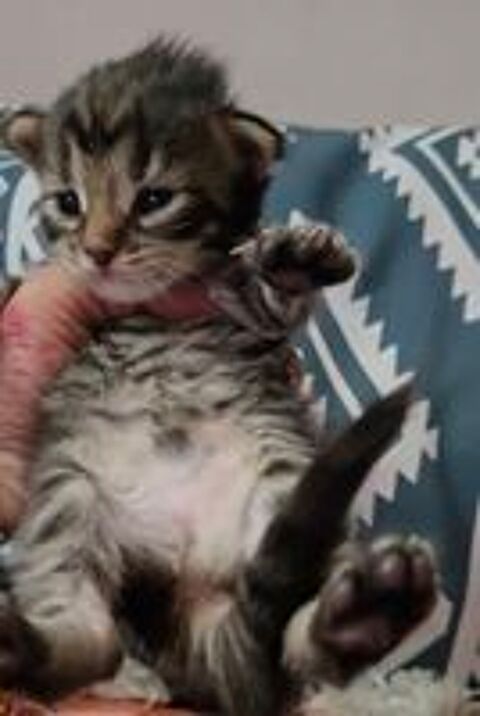   Sublime Maine Coon Fifille BROWN TABBY 