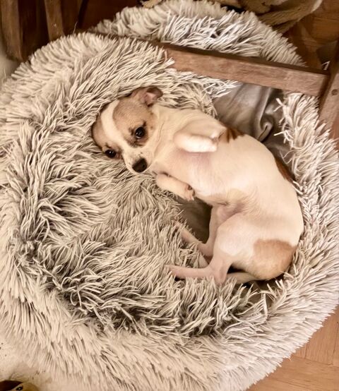 Chihuaha m&acirc;le 1100 95500 Gonesse