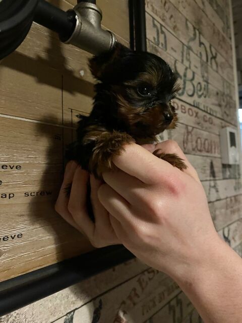 Yorkshires femelles et m&acirc;les 0 62300 Lens