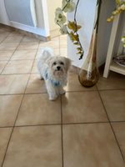   bichon maltais 