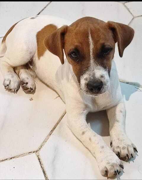 Saillies jack Russell 80200 Soycourt