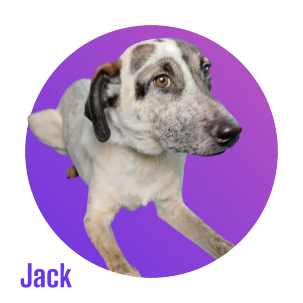   JACK, un Amour à l'adoption  