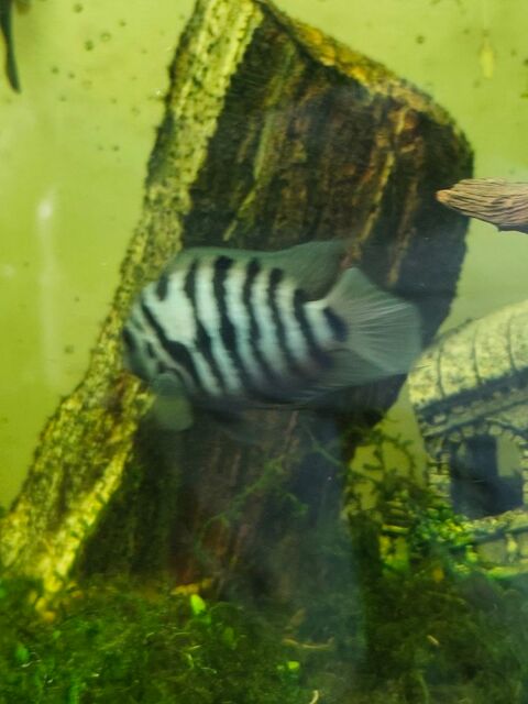 Poissons nigro 5 51170 Courville