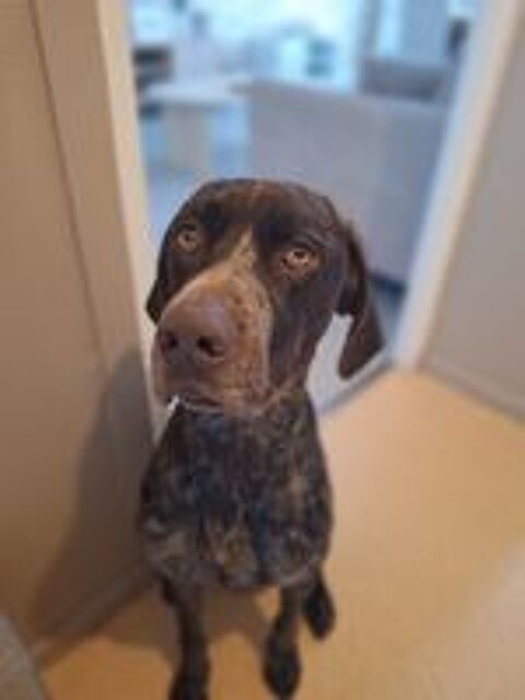   Chien Braque allemand 