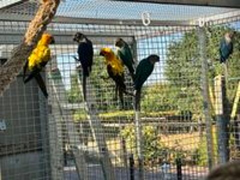   Conures Soleil 