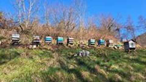   Essaims d'abeilles  