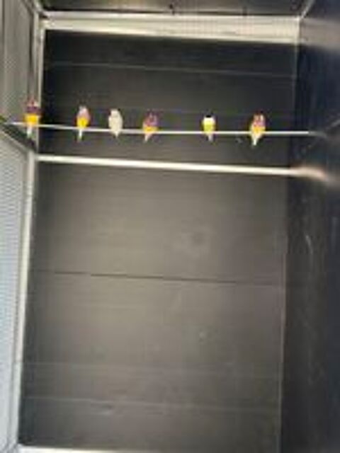   Diamant de gould 