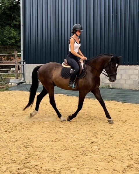 Cheval PRÉ de 9 ans 5500 24100 Bergerac