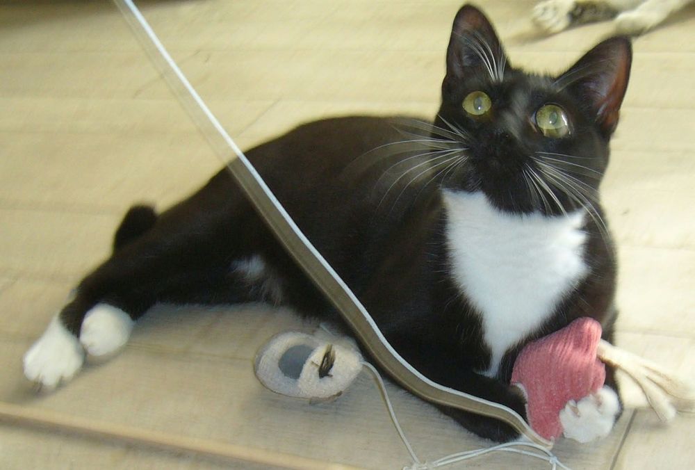   FREYA un petit amour proche de l humain  