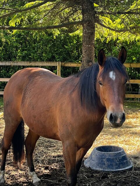 KIZZ POULICHE DE 2 ANS 6000 84350 Courthzon