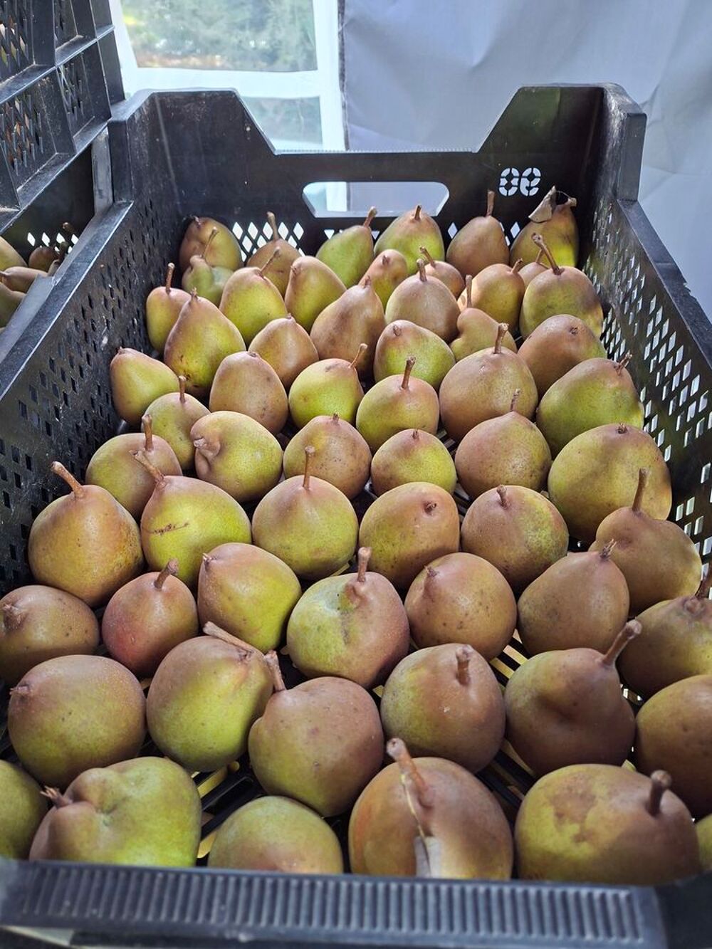 Pommes et poires Jardin