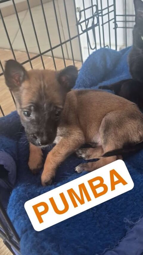 Chien PUMBA à l adoption 300 07430 Davzieux