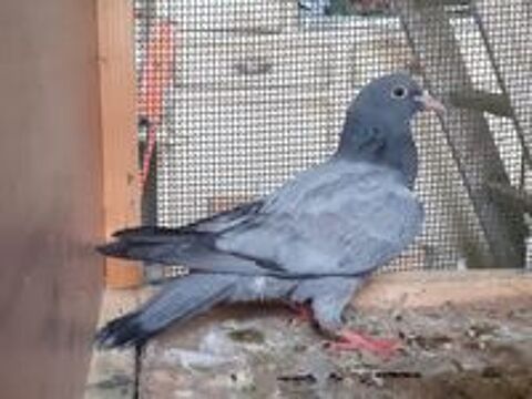   JEUNES PIGEONS TYPE VOYAGEUR 