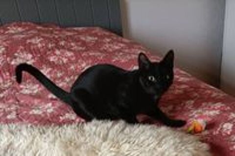   Chaton ABBIE 