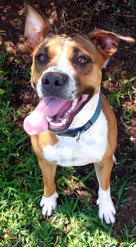 Nami, femelle croisée berger, née le 01/03/2023 &#128054; 380 13100 Aix-en-provence
