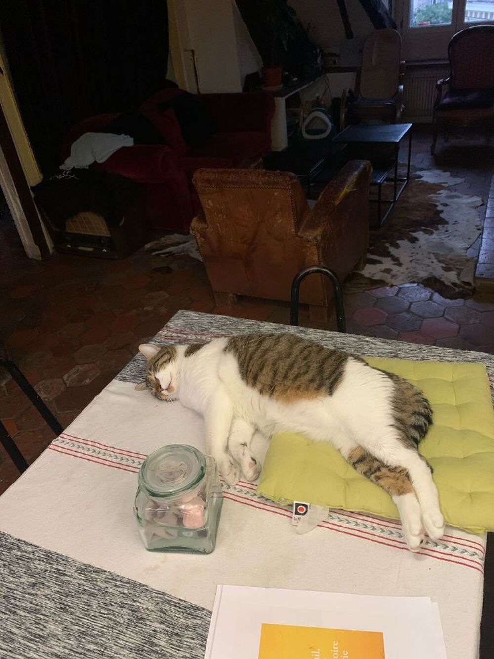   Foxy, 1,5 an cherche de bons adoptants  