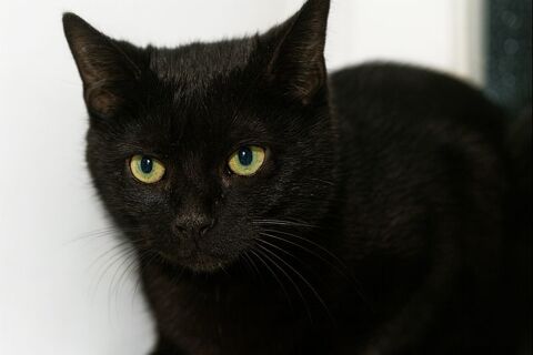 TIAGO CHATON NOIR 5 MOIS 225 92260 Fontenay-aux-roses