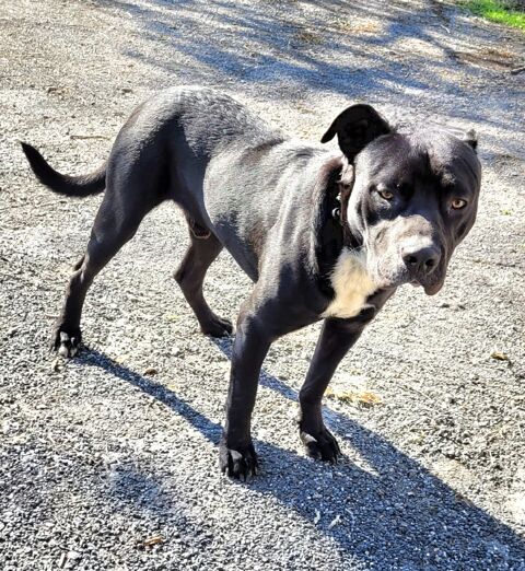 VIM, labrador noir, 1 an 200 34500 Bziers