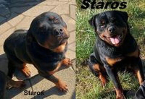   Chiots Rottweiler a rserver  