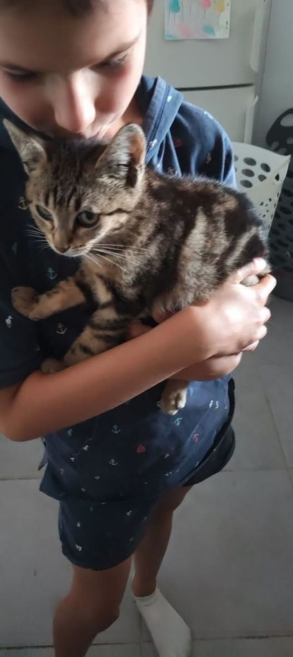   Chat GRISOU à l adoption 