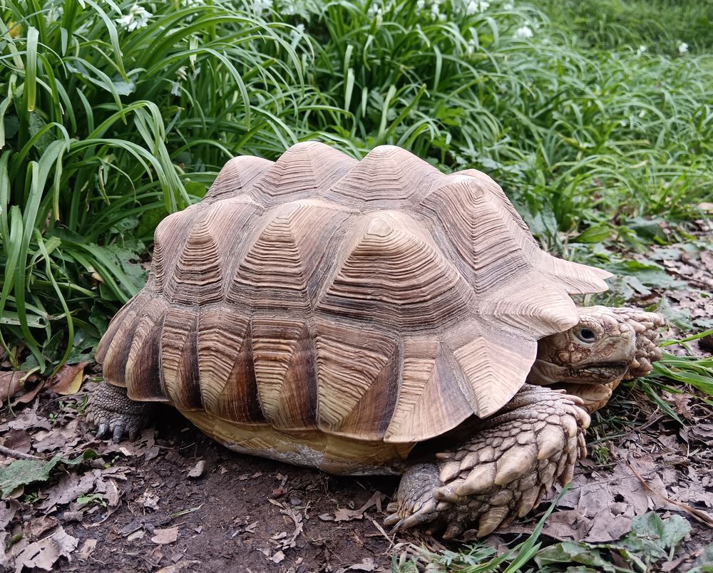   Tortue sillonnée (sulcata) mâle 30 cm 