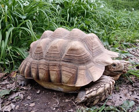 Tortue sillonn&eacute;e (sulcata) m&acirc;le 30 cm 495 35000 Rennes