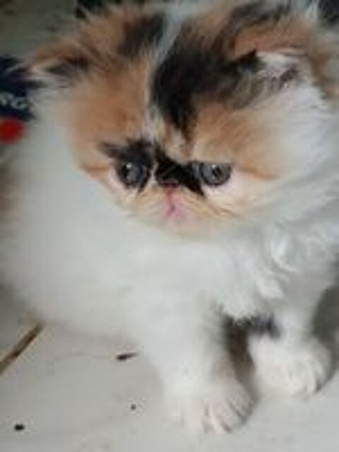   chaton persan loof 