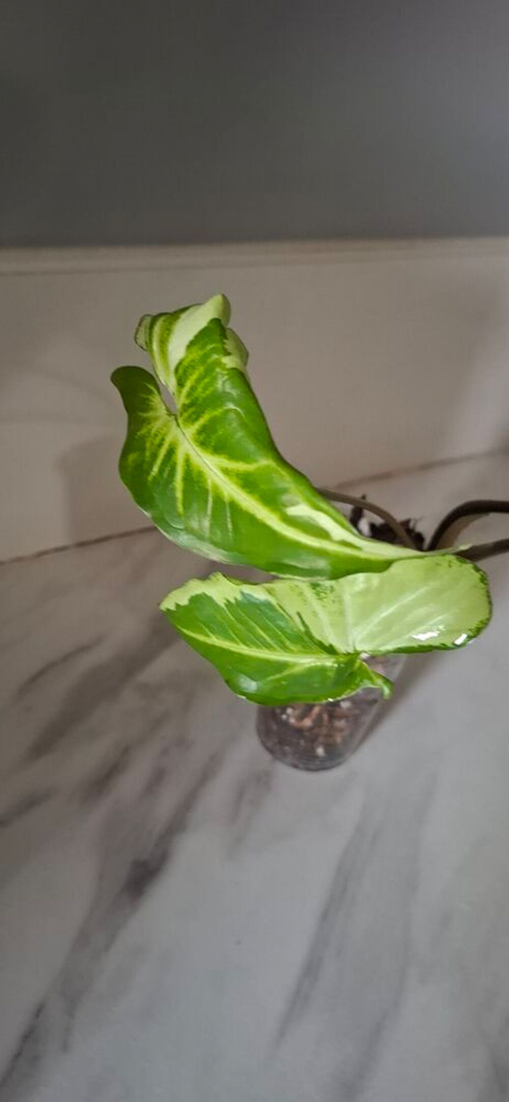 syngonium three king Décoration